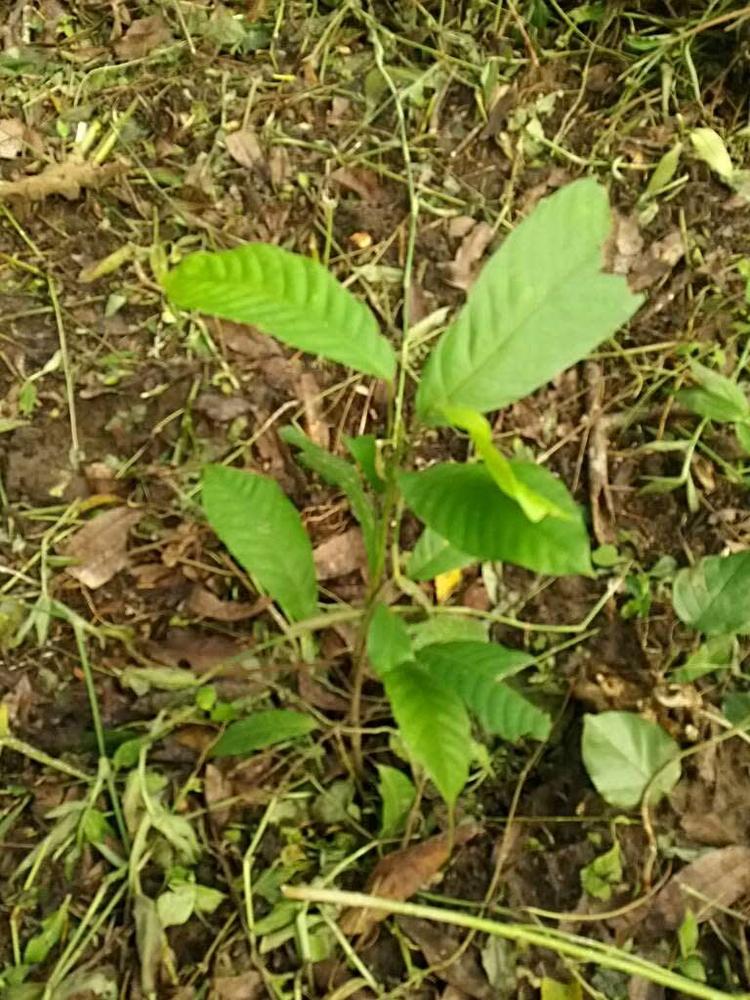 tree image