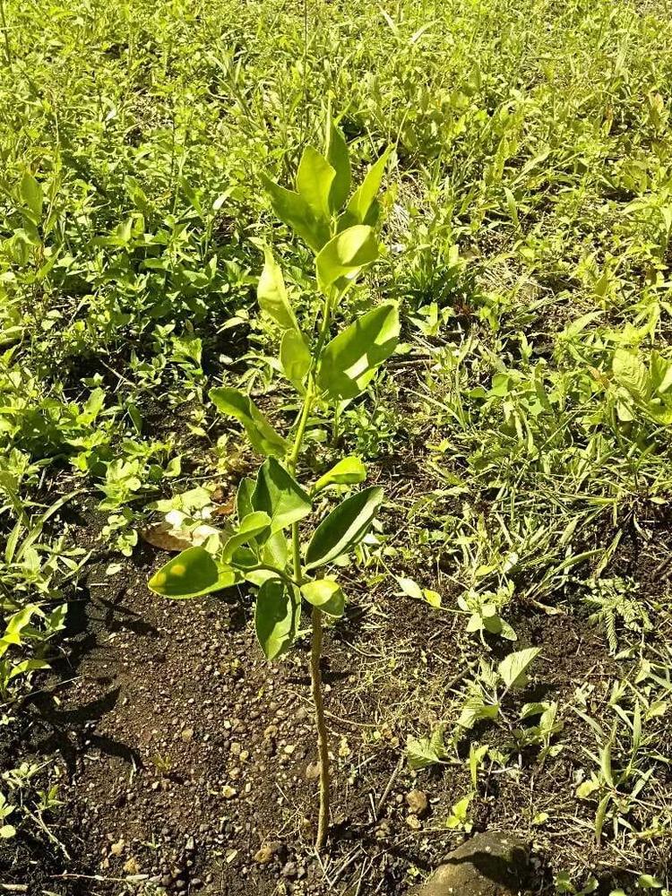 tree image