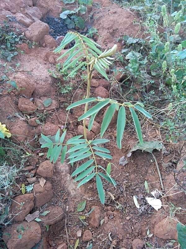 tree image