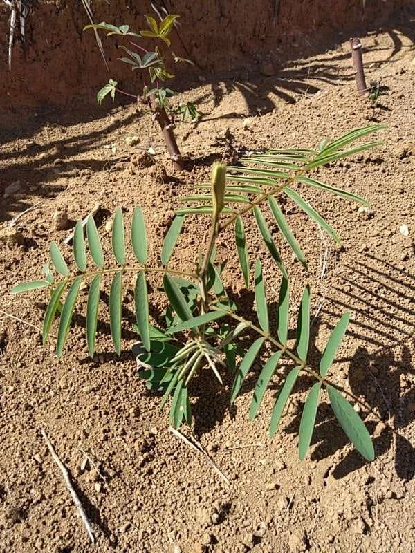 tree image