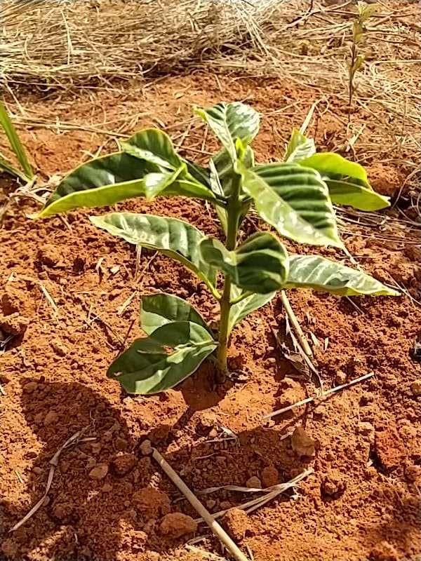tree image