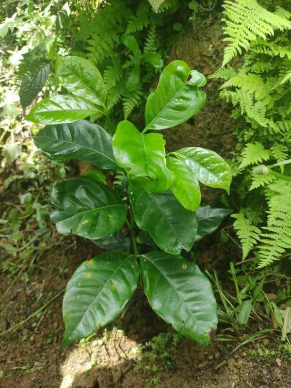 tree image