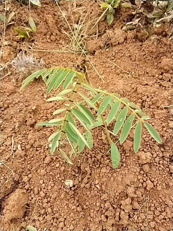 tree image