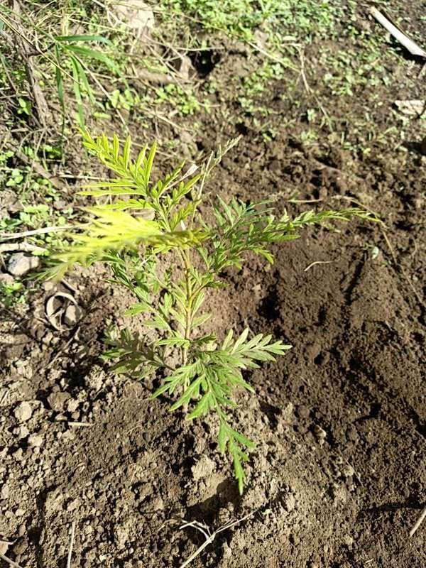 tree image