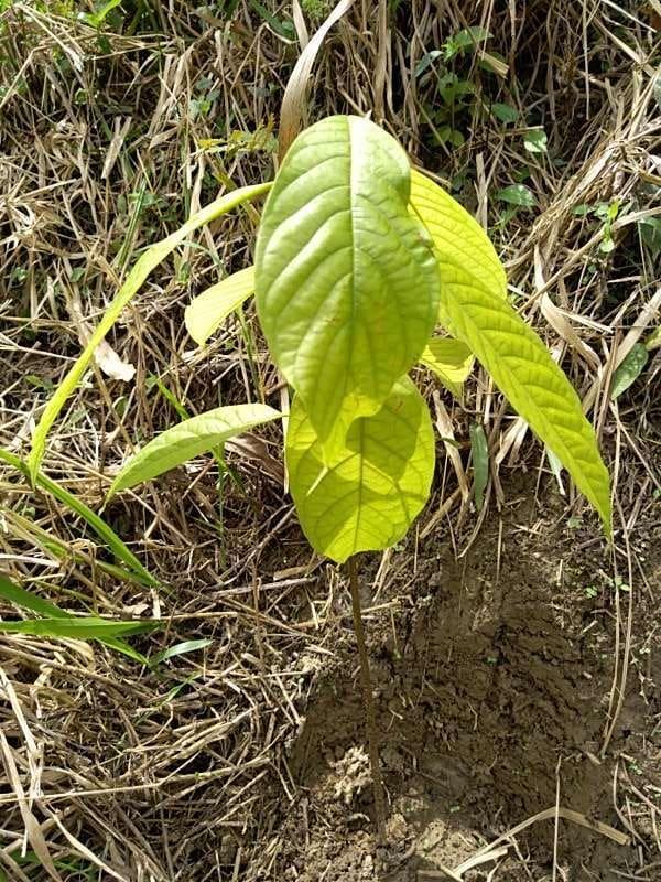 tree image