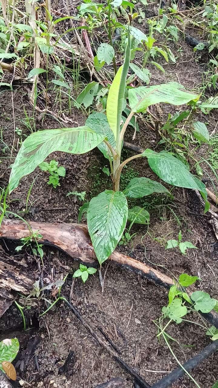 tree image