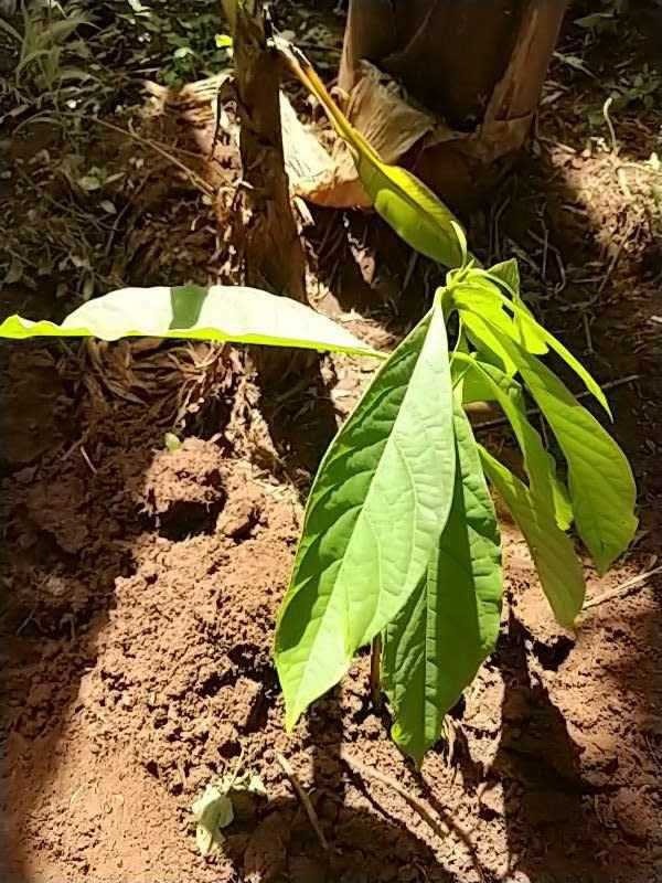 tree image