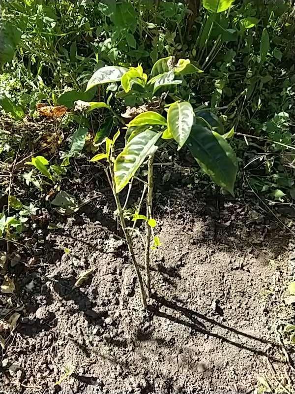 tree image