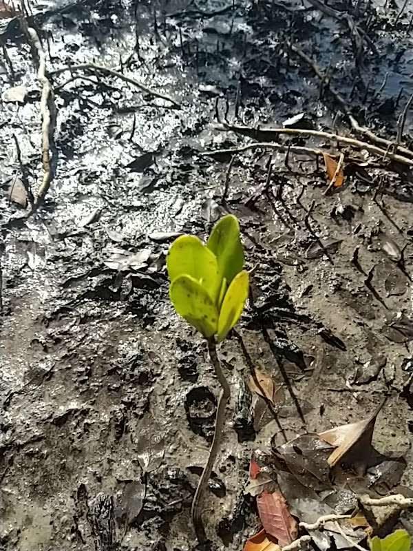 tree image