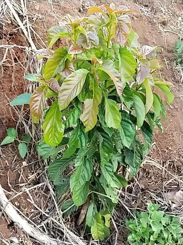 tree image