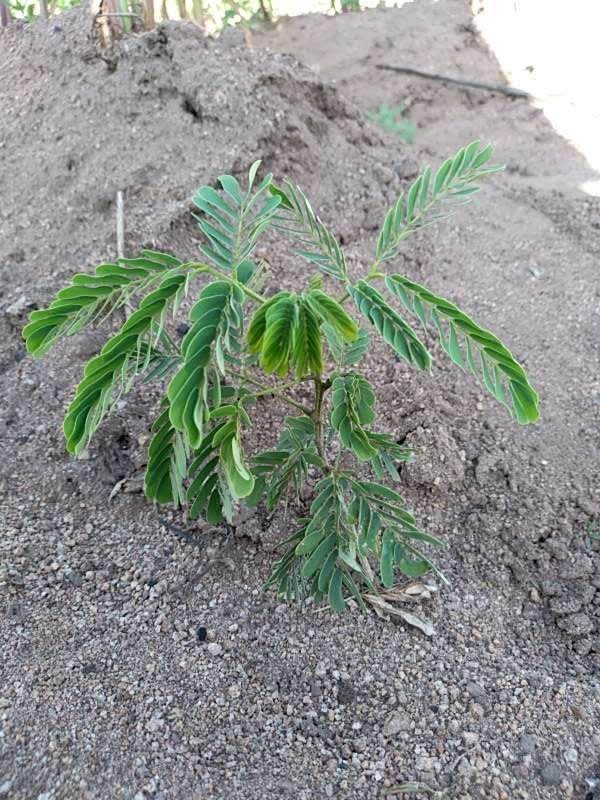tree image