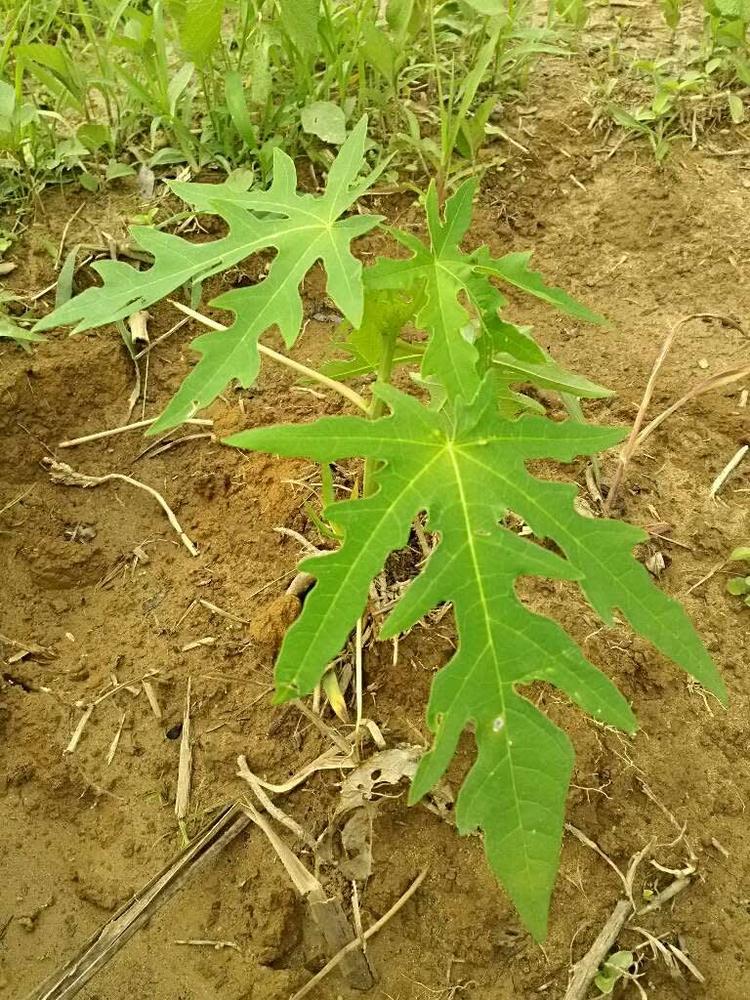tree image