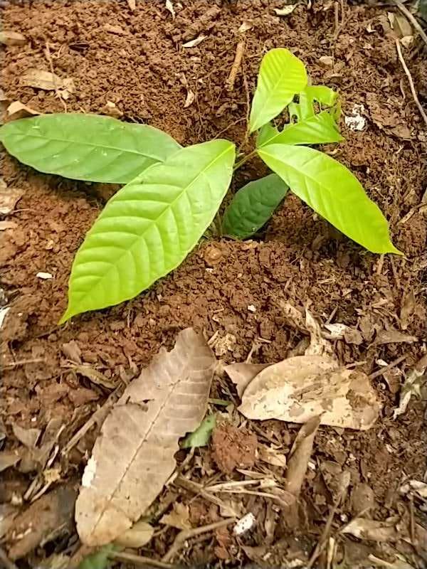 tree image