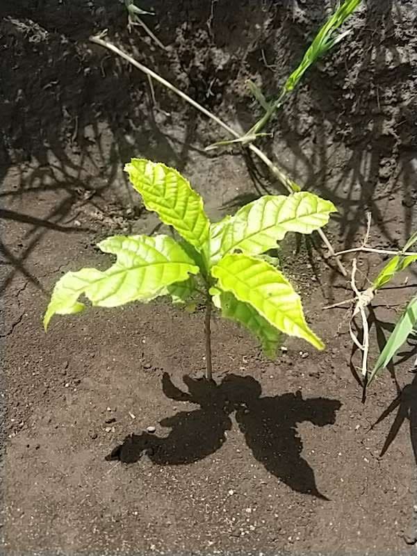 tree image