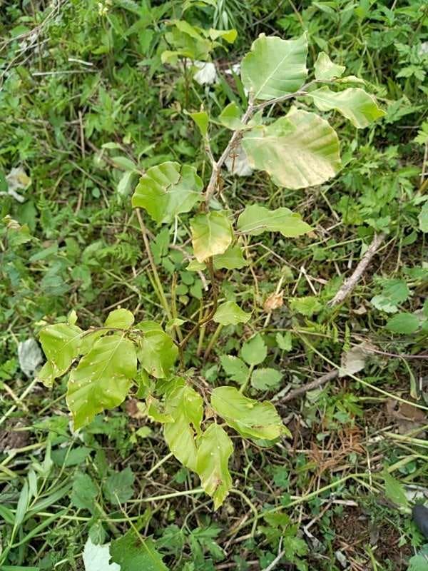 tree image