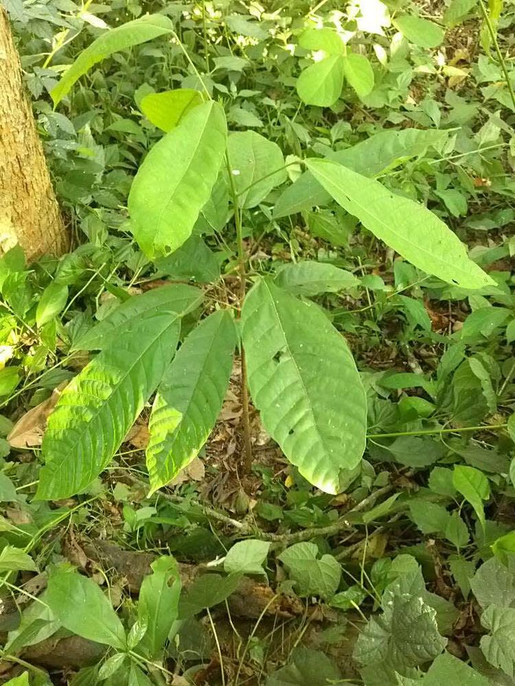 tree image