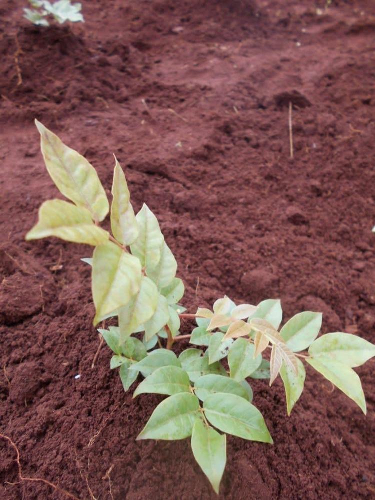 tree image