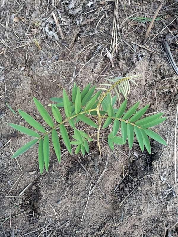 tree image