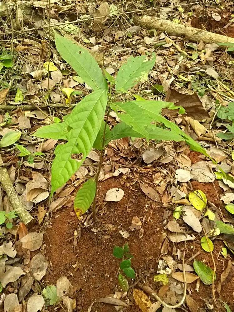 tree image