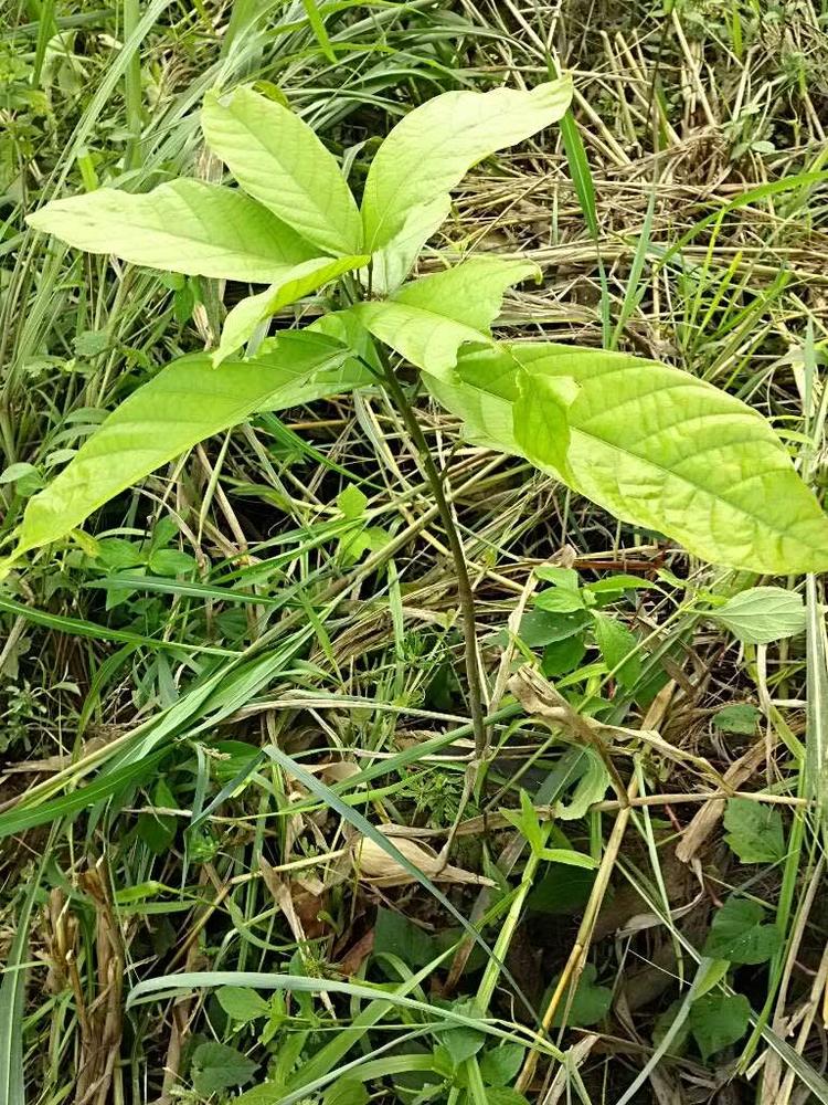 tree image