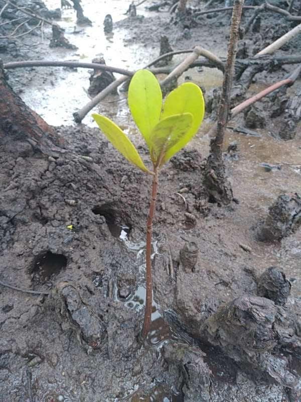 tree image