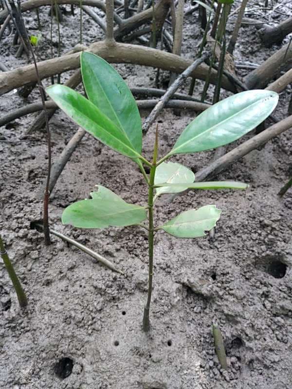 tree image