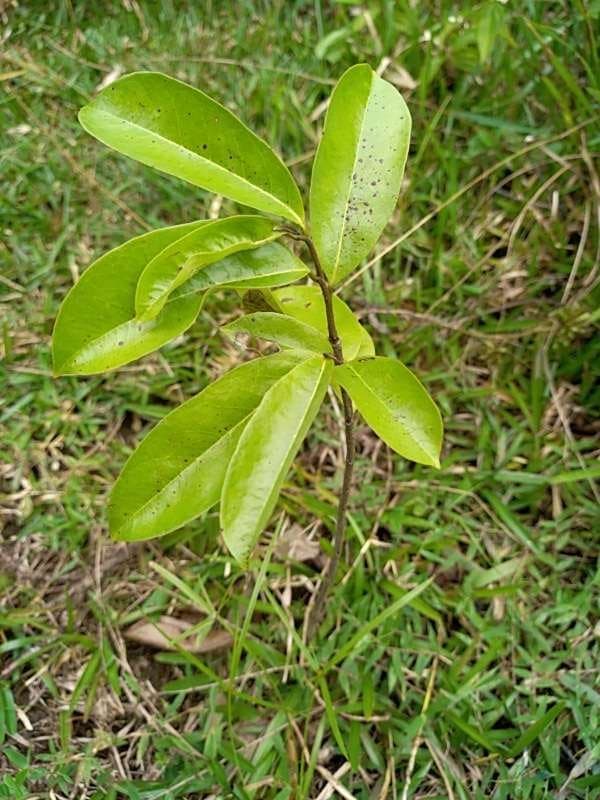 tree image
