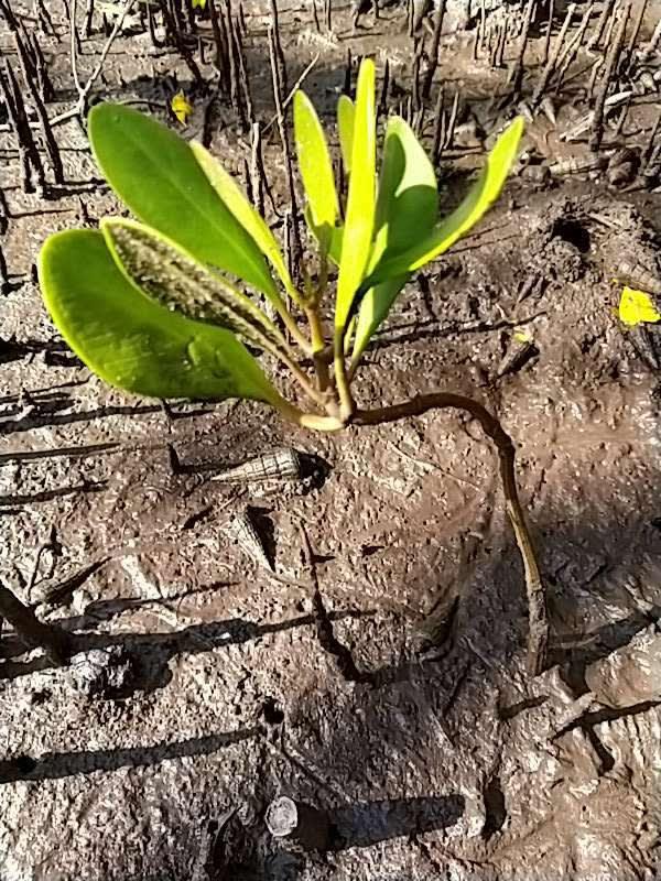 tree image