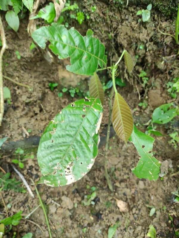 tree image