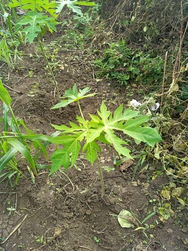 tree image