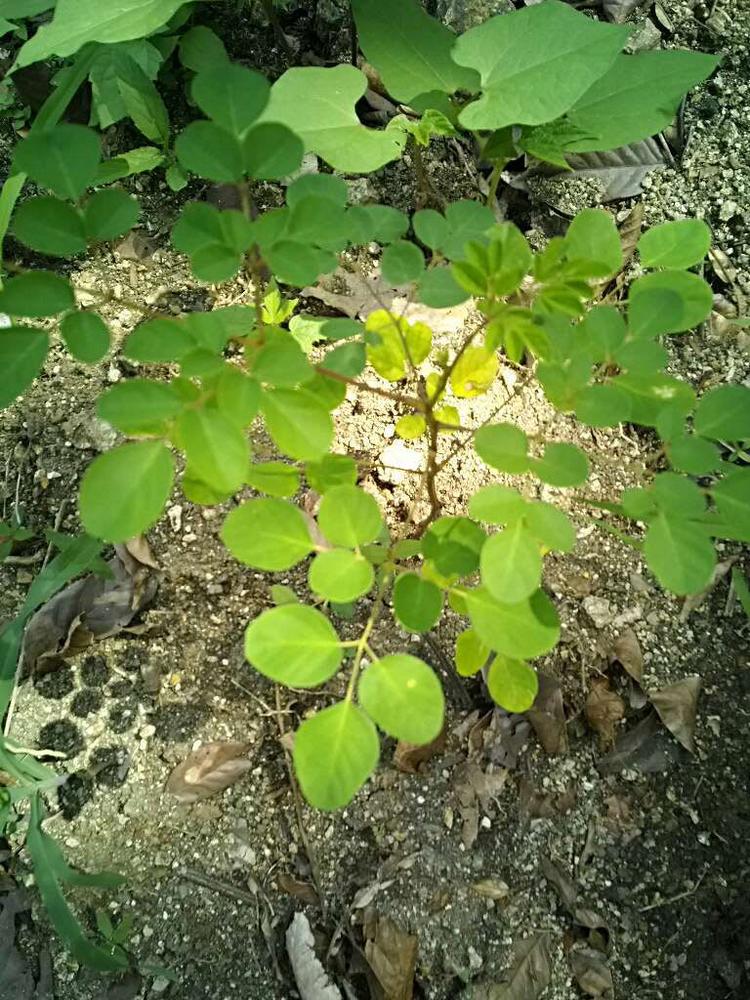tree image