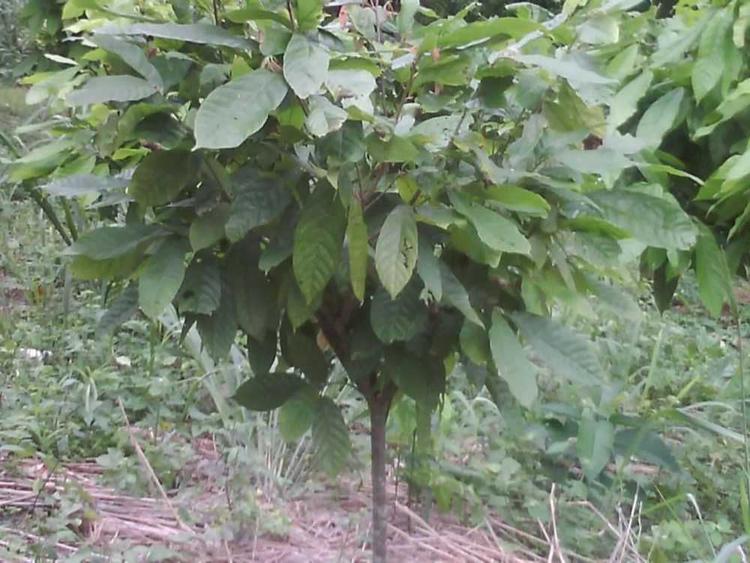 tree image