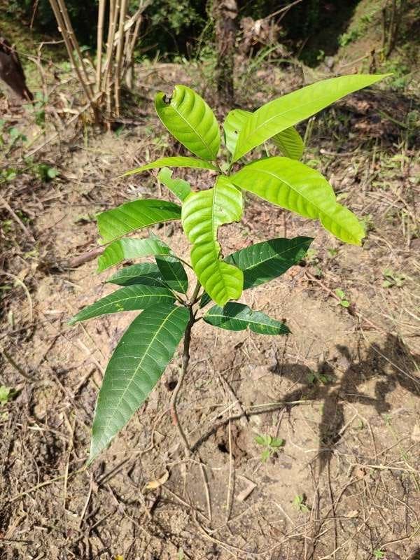 tree image