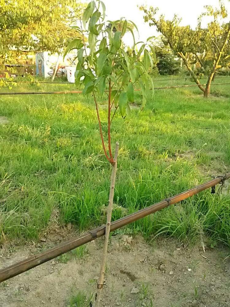 tree image