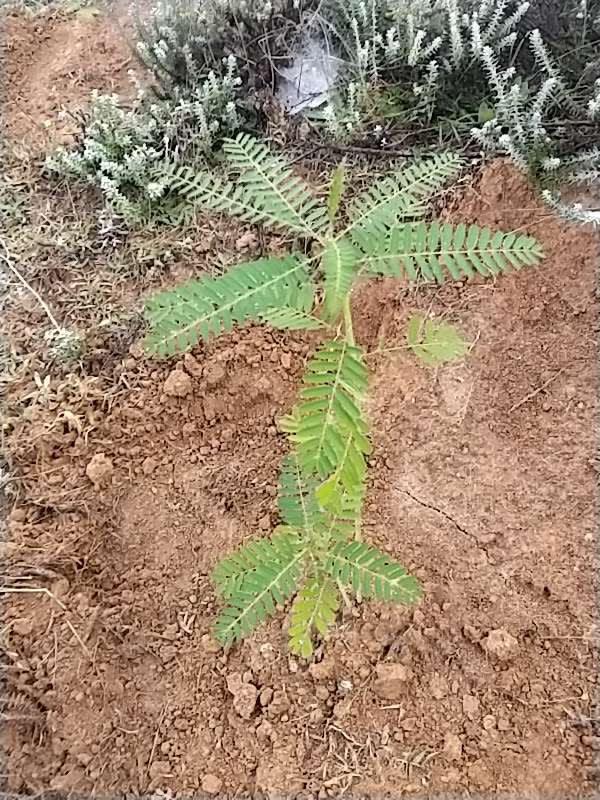 tree image