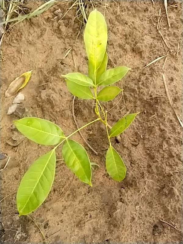 tree image