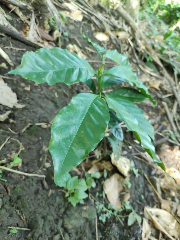 tree image