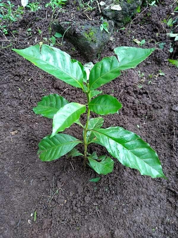 tree image