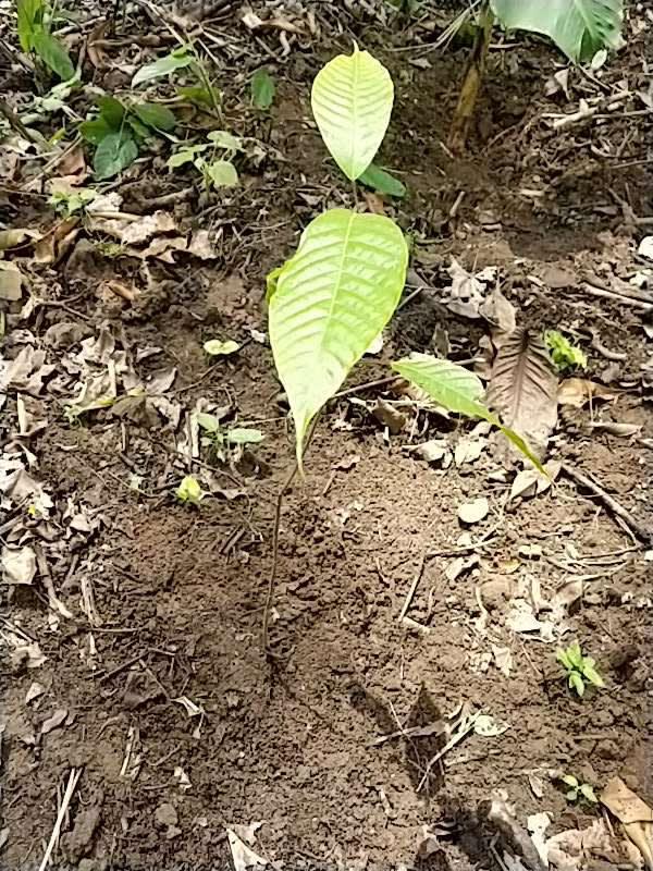 tree image