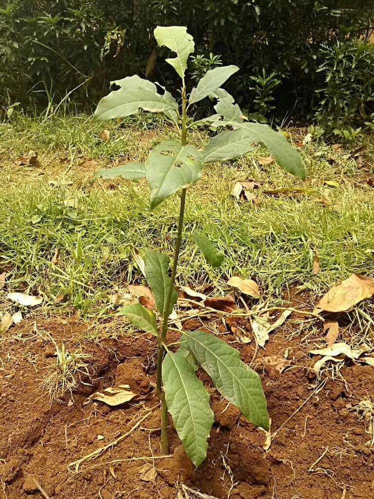 tree image