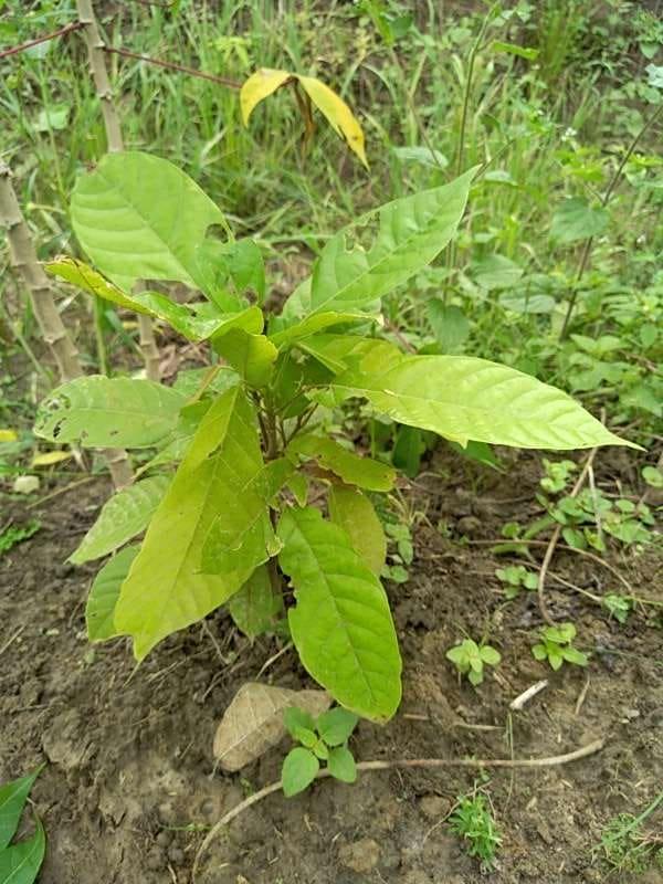 tree image