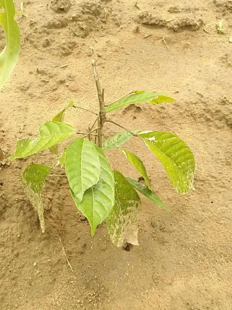 tree image