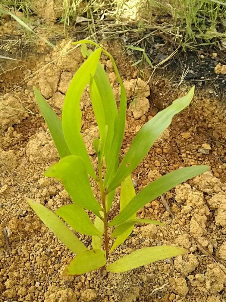 tree image