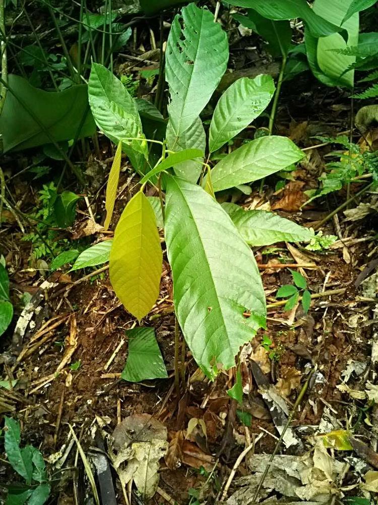 tree image
