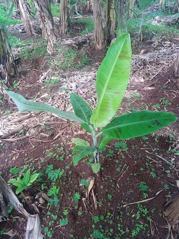 tree image