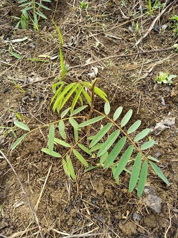 tree image