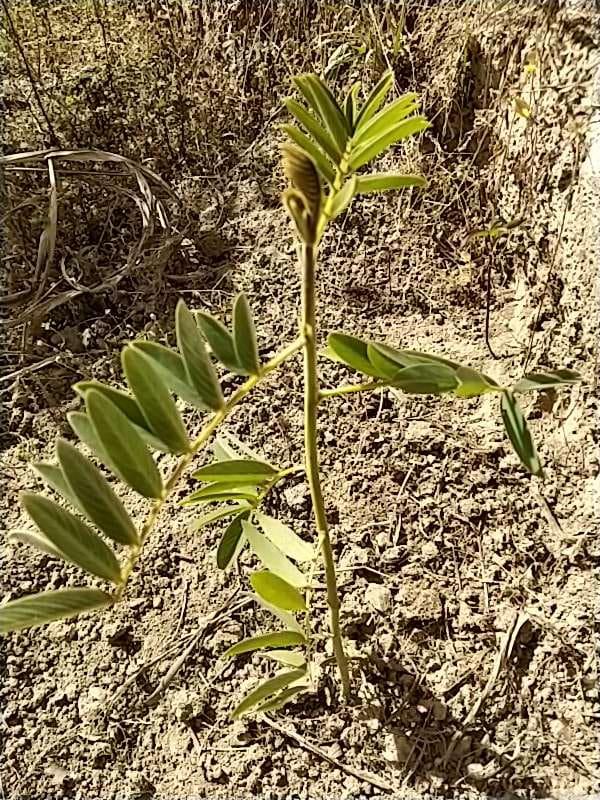 tree image