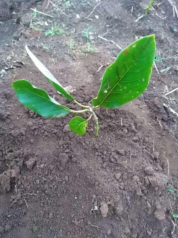 tree image