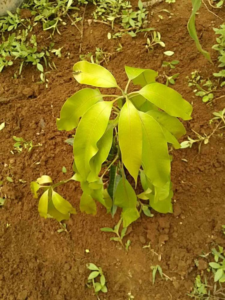 tree image