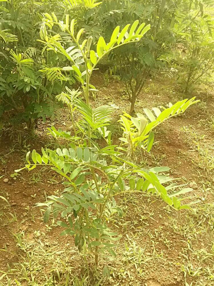 tree image